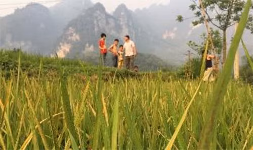 Lúa bị cháy khô, ngả vàng, nám dày đặc.