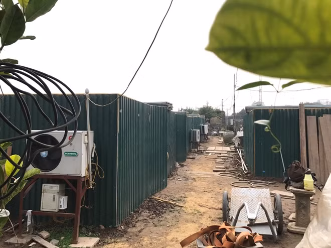 Theo ông Lê Hàm (chủ vườn hoa tại vườn đào Nhật Tân) chia sẻ: “ đào thất thốn mới được ưa chuộng khoảng chục năm nay. Khoảng ba tháng trước tết thì các gốc đào được quây vào các phòng kín và được lắp điều hòa”.
