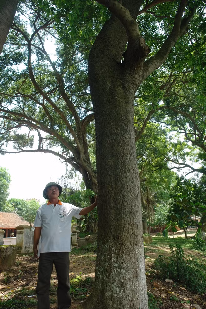 Cây sưa cổ thụ tại đền Chóa (Yên Phong, Bắc Ninh).