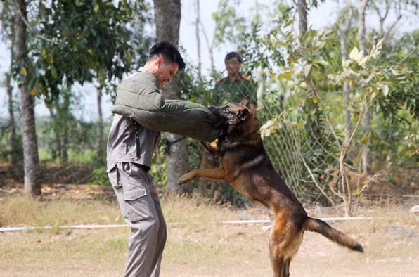 Cán bộ huấn luyện cảnh khuyển thực hiện tình huống tấn công tội phạm.