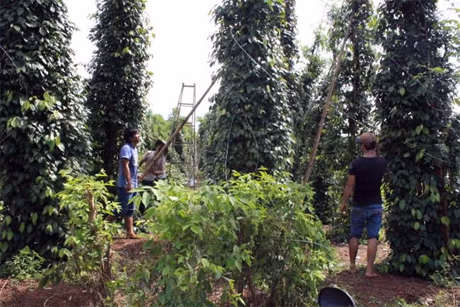 Bà con nhân dân tích cực khắc phục các trụ tiêu bị gẫy đổ. Bà con nhân dân tích cực khắc phục các trụ tiêu bị gẫy đổ.