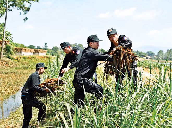 Gặt lúa giúp dân, một hình ảnh đẹp về người chiến sĩ Công an nhân dân.