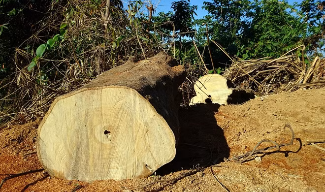 Một góc hiện trường vụ phá rừng tại Tiểu khu 341, xã Chà Vàl, huyện Nam Giang, tỉnh Quảng Nam.