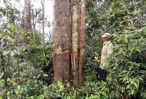 Phản hồi vụ phá rừng tự nhiên giáp ranh Trà Vân – Trà Giáp