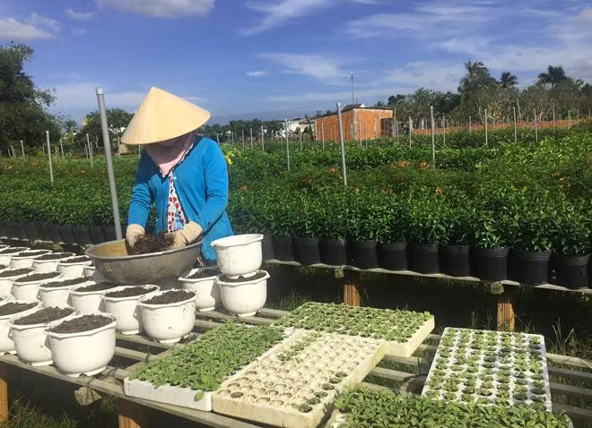 Chi phí sản xuất cho vụ hoa, kiểng Tết đội lên cao, đặc biệt là phân rơm.