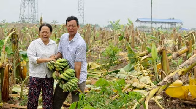 Vợ chồng ông Quân trước vườn chuối bị chặt phá