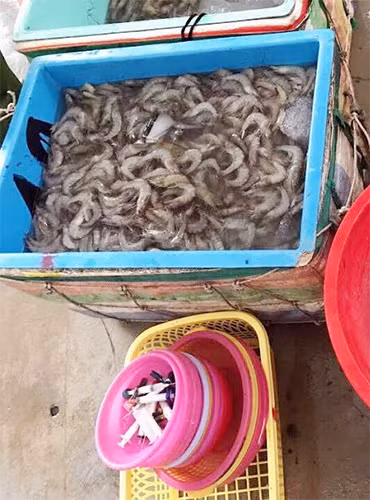 Lực lượng chức năng, bắt quả tang 2 hộ kinh doanh bơm tạp chất vào tôm ở Bạc Liêu, chiều 10-6.