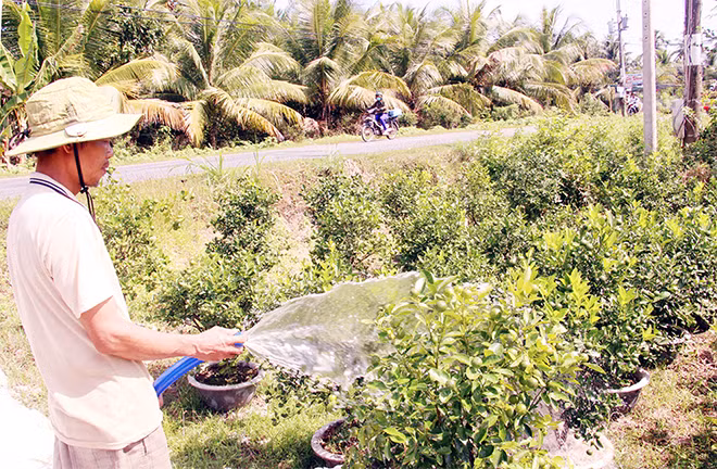Hộ sản xuất hoa kiểng, cây giống trên địa bàn huyện Chợ Lách.