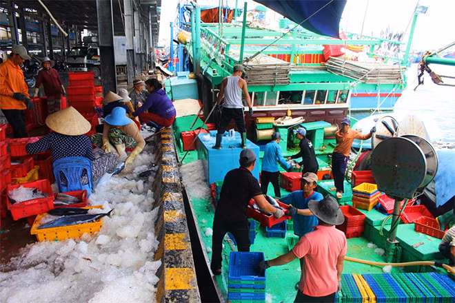 Ngư dân Đà Nẵng “trúng đậm” tôm, cá ngay từ chuyến đi biển đầu năm.