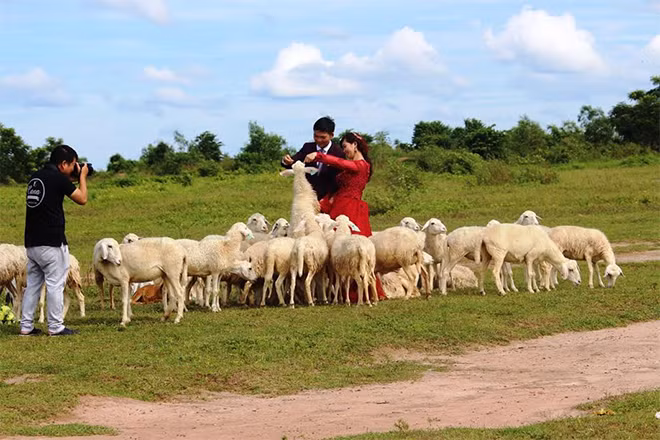Hạnh phúc bên đàn cừu.