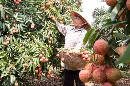 Thị trường và chất lượng là “át chủ bài” ngành nông nghiệp