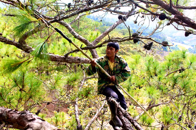 Để hái được những trái thông to đẹp, cha con ông Ka Sã Ha Dương phải liều mình đứng, ngồi, treo mình trên những ngọn thông già mà không hề có dây bảo hiểm.