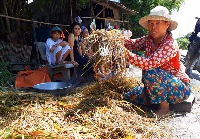 Người dân vớt vát được chút ít lúa. Người dân vớt vát được chút ít lúa.
