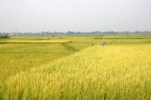 Một cánh đồng lúa tại tỉnh An Giang.