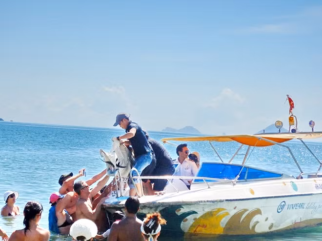 Nhiều du khách nước ngoài đang tắm biển tích cực hỗ trợ đưa con cá heo lên tàu chở về Trung tâm cứu hộ động vật hoang dã thuộc Công ty TNHH Vinpeal Nha Trang.