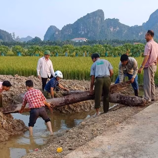 2 cọc gỗ cổ đã được người dân bàn giao cho chính quyền địa phương lưu giữ.