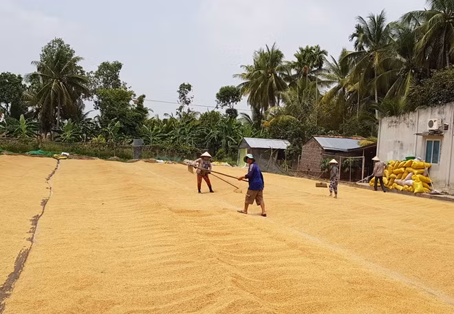 Giá lúa ở Đồng bằng sông Cửu Long giảm mạnh sau Tết.