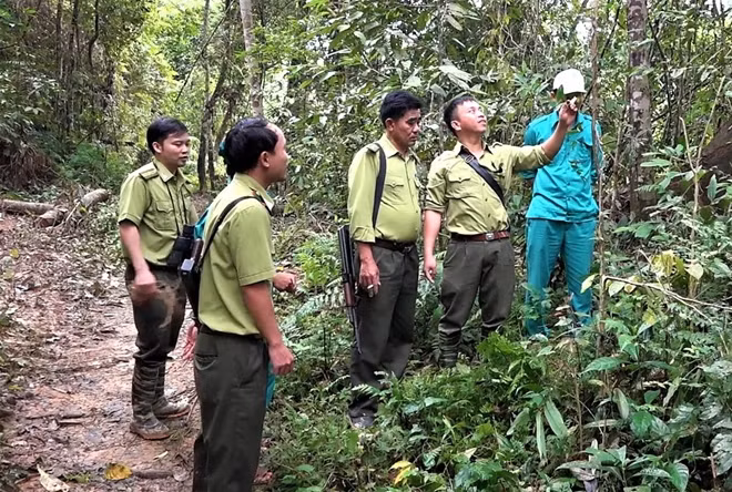 Tuần tra bảo vệ khu vực quần thể ba kích tím tại rừng phòng hộ Đăk Mi.