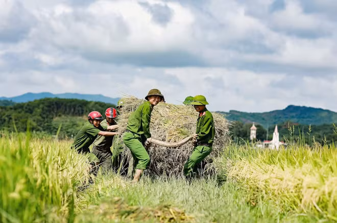 Cán bộ, chiến sỹ Công an huyện Hương Sơn, tỉnh Hà Tĩnh gặt lúa giúp nhân dân.