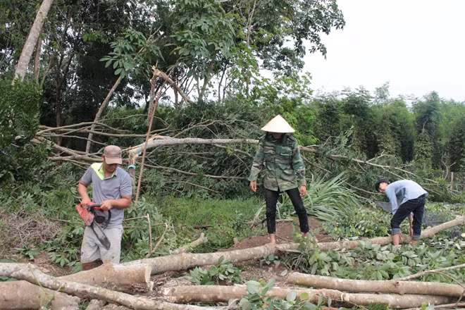 Nông dân thu hoạch vội tiêu, dọn dẹp vườn cao su.