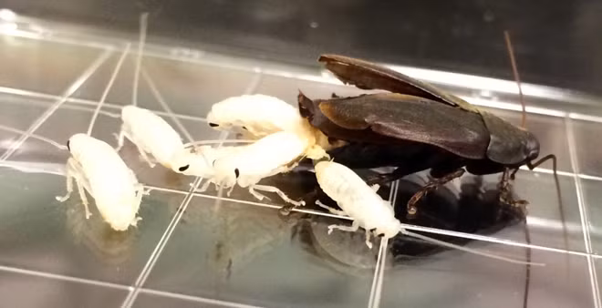Gián cái Diploptera punctata đẻ con.