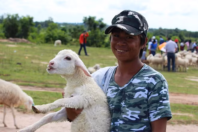 Chủ đàn cừu Bùi Minh Tân luôn nâng niu những chú cừu non.