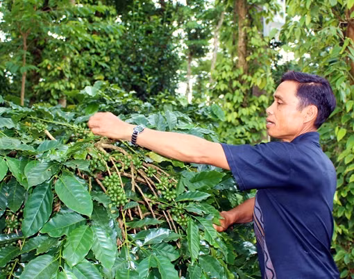 Người tiên phong giúp dân bản xóa nghèo