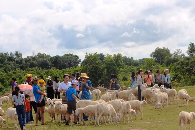 Hàng trăm du khách đến để “tự sướng” với cừu.