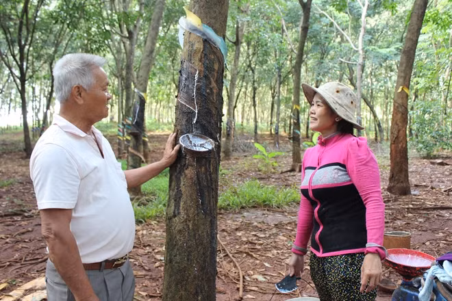 Ông Cao Văn Na hướng dẫn người dân cách cạo mủ cao su.