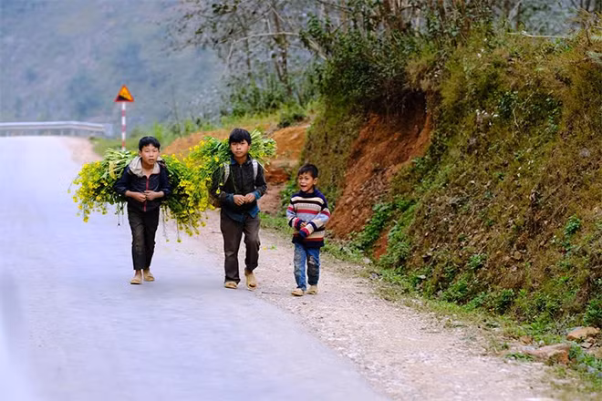 Giúp mẹ đưa cải về nhà.