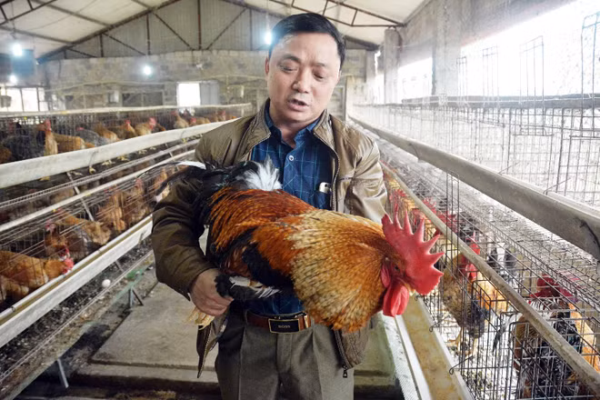 Anh Lý Văn Diểng bên đàn gà Tiên Yên.