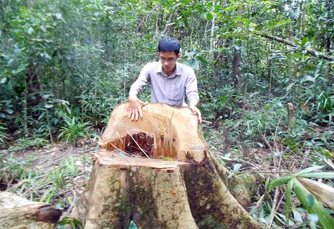 CTV Báo Công an nhân dân “mục sở thị” một cây gỗ dổi có đường kính 56 cm, chiều dài 18,5m, khối lượng 4,571m3 vừa bị cưa hạ với vết cưa còn mới..