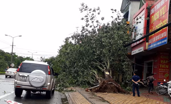 Một người đàn ông sáng sớm đến mở cửa hàng, thẫn thờ trước gốc cây cổ thụ bị bật gốc, án ngữ toàn bộ tòa nhà.