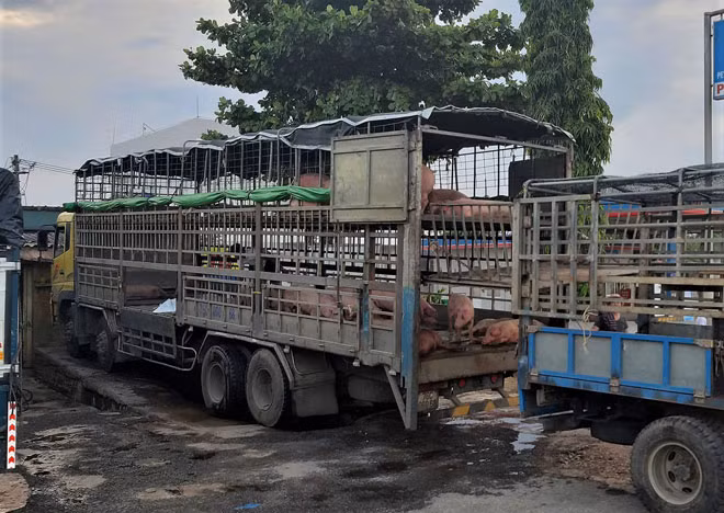 Chiếc xe chở heo bị nhiễm bệnh dịch tả lợn Châu Phi.