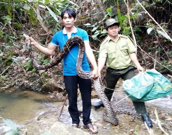Anh Nguyễn Quốc Minh cùng kiểm lâm thả con trăn gấm vào rừng ở Khu bảo tồn thiên nhiên Hòn Bà. Ảnh : KL