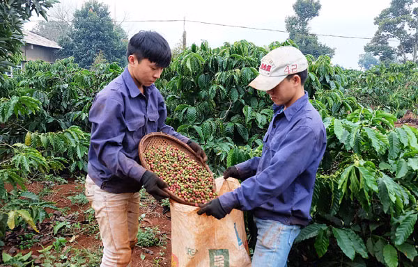 Để nâng cao giá trị xuất khẩu cho cà phê Việt, điều quan trọng nhất là cần chú trọng nâng cao chất lượng sản phẩm. Ảnh minh hoạ Internet