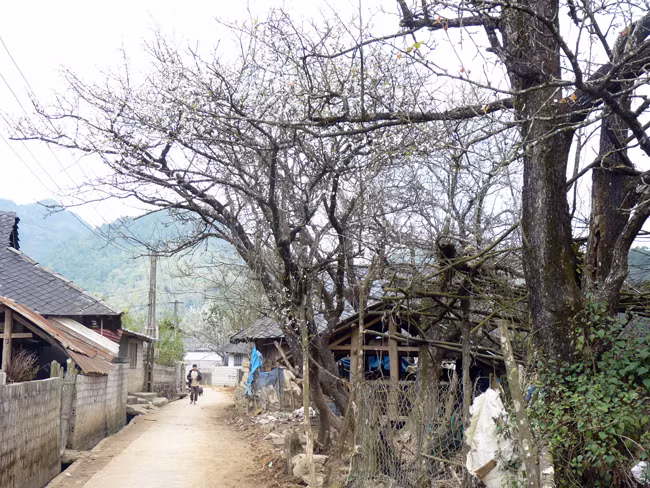 Cây lê từ lâu đã hiện diện trong đời sống văn hóa, tinh thần của đồng bào người Mông, Dao huyện Sìn Hồ. Cây lê từ lâu đã hiện diện trong đời sống văn hóa, tinh thần của đồng bào người Mông, Dao huyện Sìn Hồ.