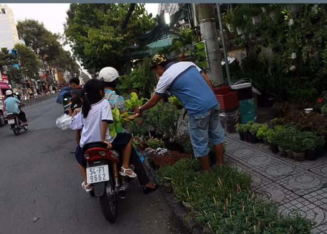Cửa hàng hoa cảnh lấn sát ra lòng đường Lê Hồng Phong.