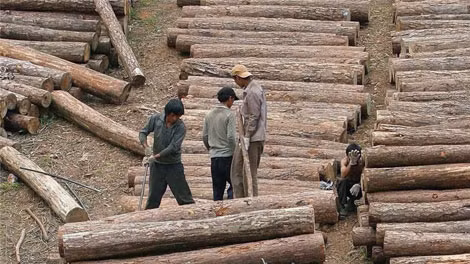 Khai thác gỗ lậu ở Myanmar.