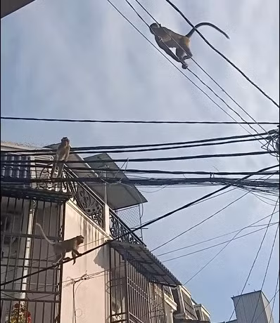 Đàn khỉ leo phá trên cột điện, nhà dân ở khu phố 6 phường Thạnh Xuân. Đàn khỉ leo phá trên cột điện, nhà dân ở khu phố 6 phường Thạnh Xuân.