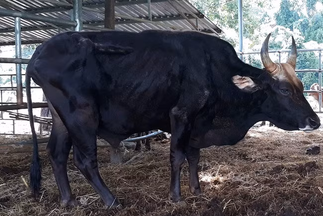 Kết thúc dự án, bò tót lai F1 gầy trơ xương
