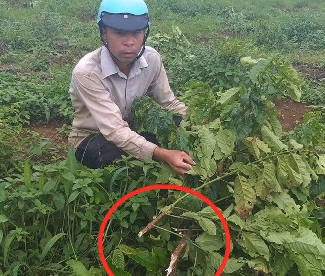 Ông Vũ Xuân Hải bên rẫy cà phê bị phá hoại