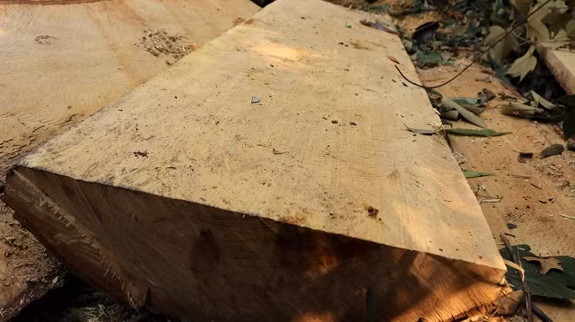 Hiện trường vụ khai thác gỗ trái pháp luật