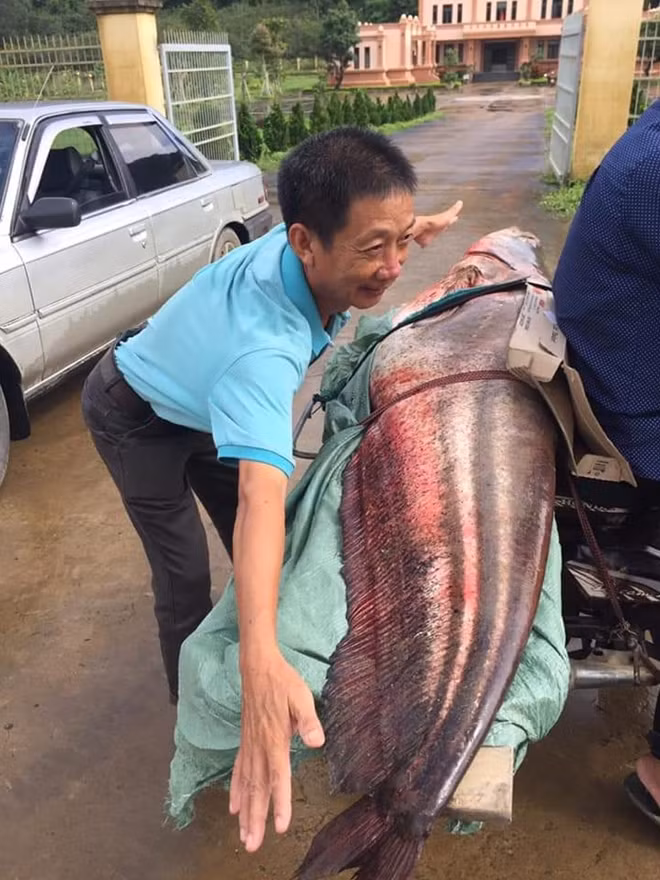 Con cá nặng 55kg, dài gần 2m