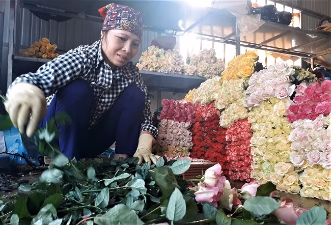 Đóng gói hoa hồng tại cơ sở thu mua hoa của gia đình chị Nguyễn Thị Như
