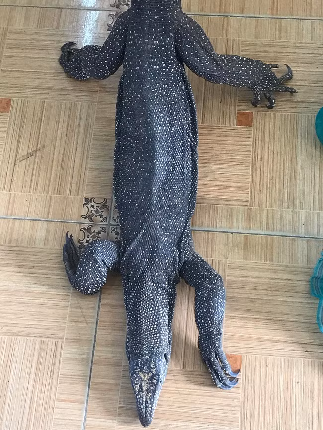 Con kỳ đà vân Con kỳ đà vân
