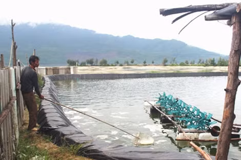 Các hộ dân nuôi trồng thủy sản ở các tỉnh khu vực Bắc miền Trung gặp nhiều khó khăn sau khi xảy ra tình trạng cá biển chết bất thường.