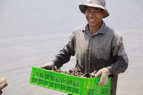 Người nuôi hàu bị thiệt hại do lời đồn thiếu căn cứ. Ảnh: vne