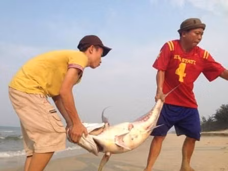 Con cá vẩu lớn chết dạt vào bờ biển Thừa Thiên- Huế được đưa đi tiêu hủy.