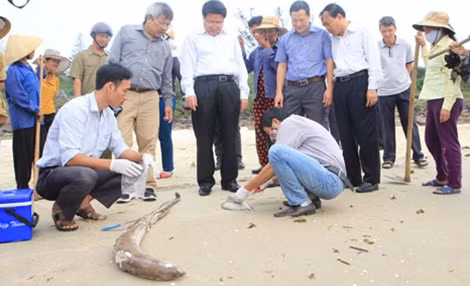 Các ban ngành chức năng đang vào cuộc trong vụ điều tra cá chết ở biển Vũng Áng.